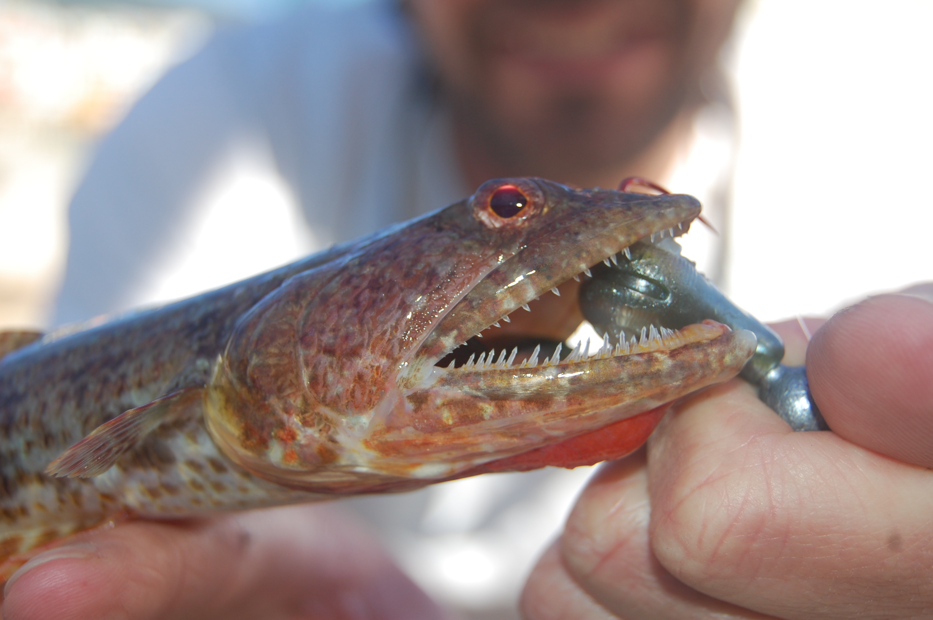 Worldangler, lizzard fish